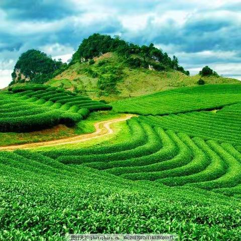 茶香情深——金山时雨茶歌