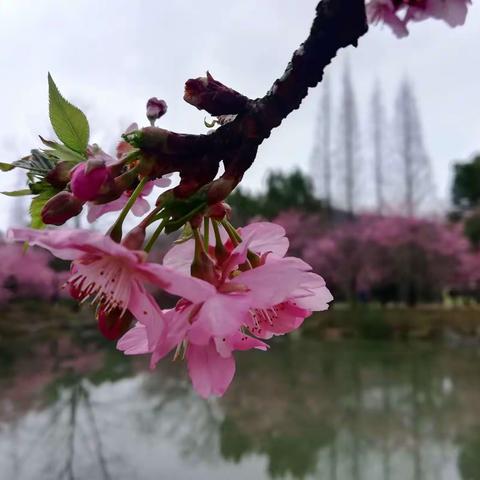 春日里的那些花儿（1）