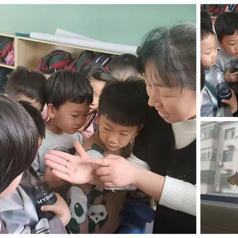 昆虫世界——辛集市小脚丫幼儿园大二班4月份主题活动