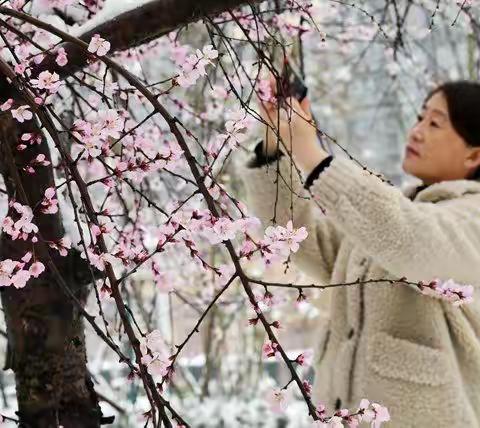河北广平：春雪桃花相映红
