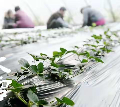 河北广平：寒冬时节 农民大棚劳作忙