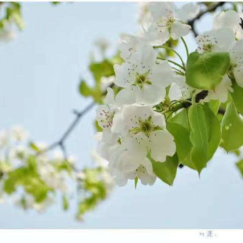 浏阳春游一组