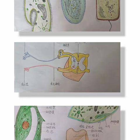 以赛促学提技能，切磋技艺展风采——湟源县高级中学生物教研组教师绘图基本功大赛