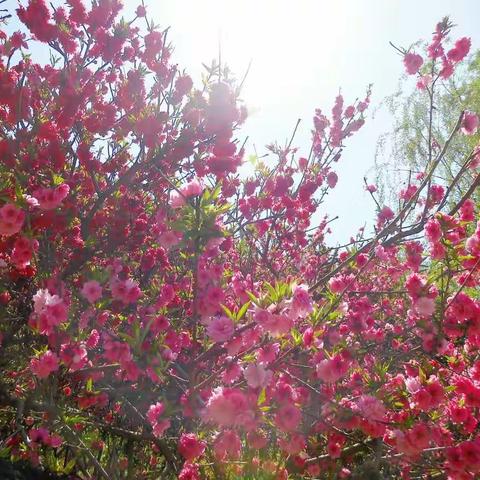 北京玉渊潭公园（2017-4-12）