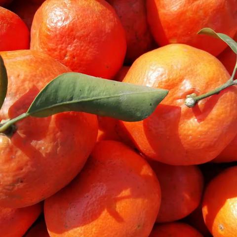 浮生半日闲4——回乡摘橘子记