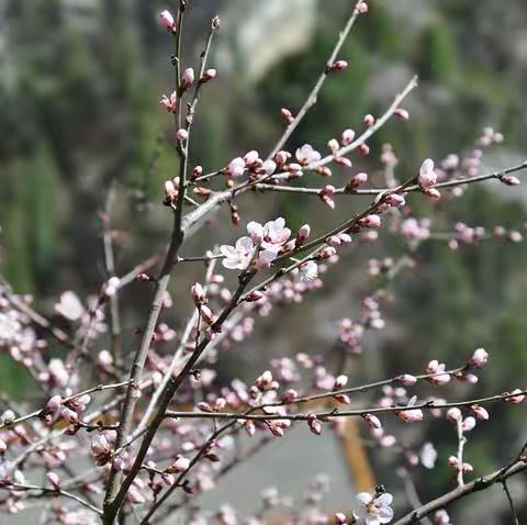 停课不停学，且行且思——图们市凉水镇中心小学英语组线上教研活动总结