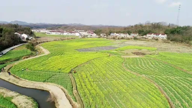 百亩油菜花田