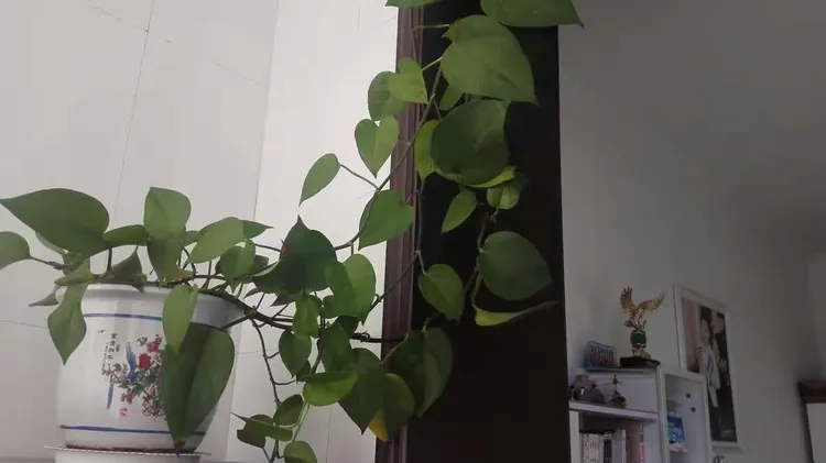 迎春花价格盆景图片欣赏