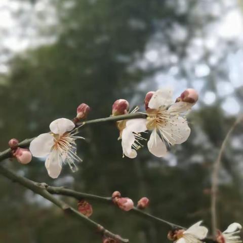 花开有期 绽放有时