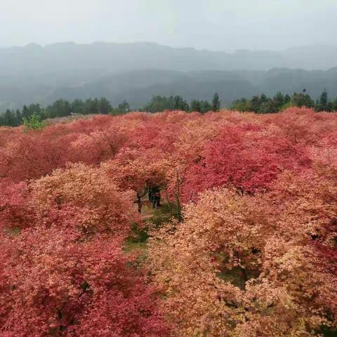 五州园——红叶的乐园