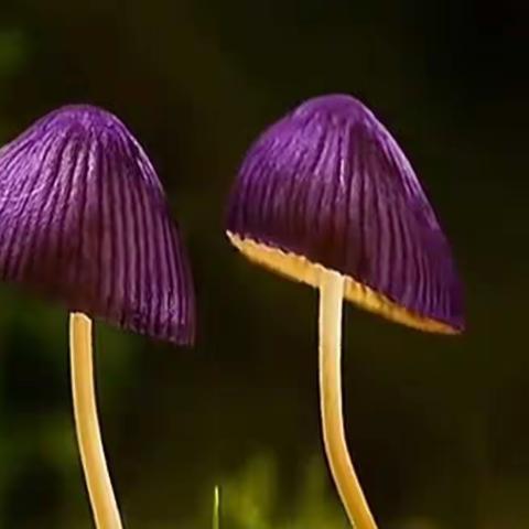 “金水”与“金粉”——胸痛有感