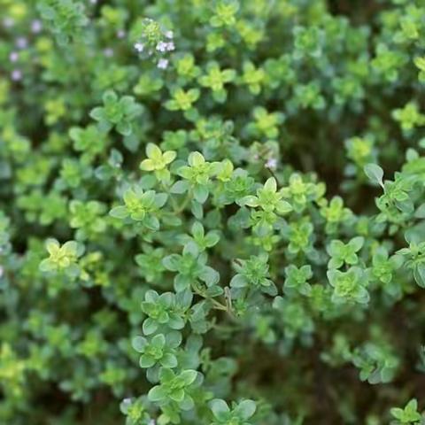 百里香介绍                                         一（2）班蒋妮宸