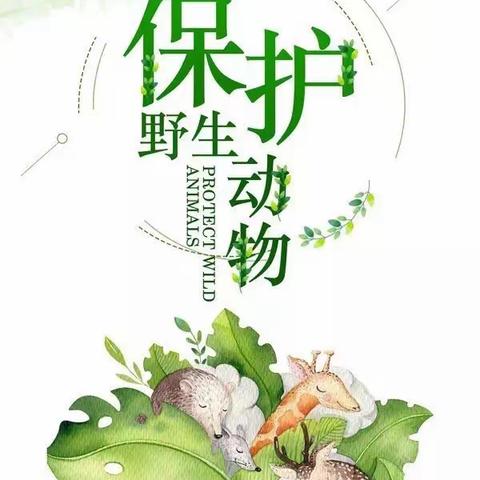 中班主题活动—保护野生动物