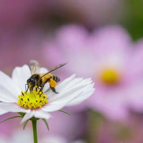 《离群的蜜蜂》🐝 三七班美篇