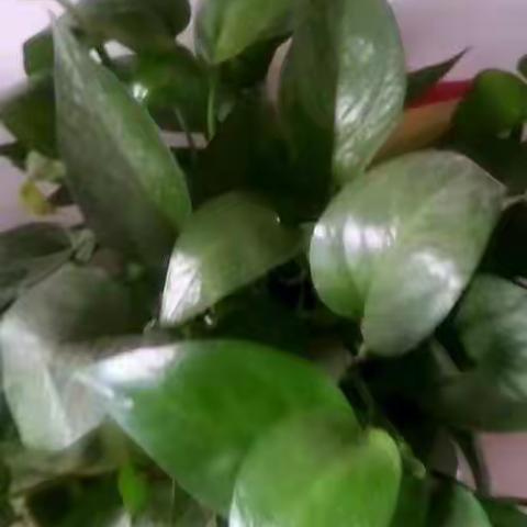 历经磨难，坚持梦想。