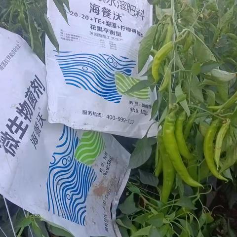 蔬菜施肥禁忌，为何不能在结果期用高钾肥?