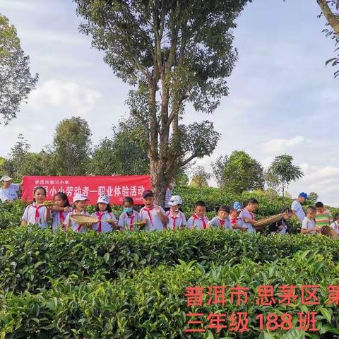 普洱市思茅区第三小学188班“我是小小劳动者——职业体验活动”