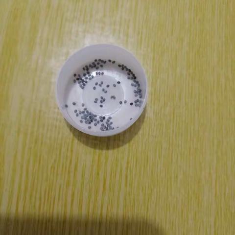 301班黄正铭养蚕记