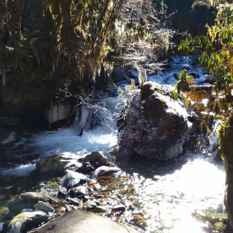 四川卧龙邓生沟原始森林