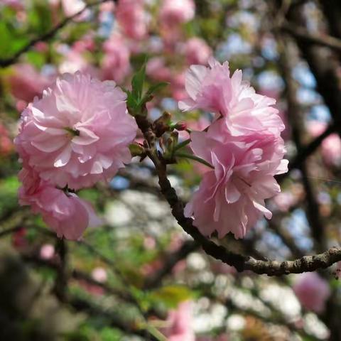 樱花烂漫