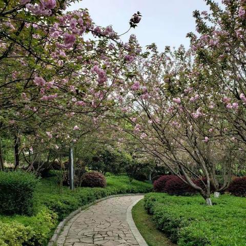 赏春景:走进昭阳公园