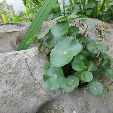 梦，因此开始……