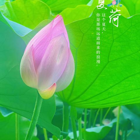 荷花宫样美人妆，荷叶临风翠作裳