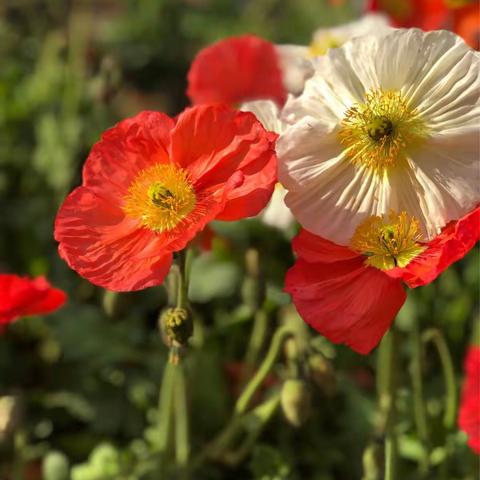 京师玫瑰🌹赏花行