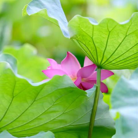 惟有绿荷红菡萏，卷舒开合任天真