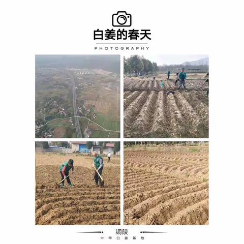 2021年铜陵白姜姜田认养 体验云种植的快乐