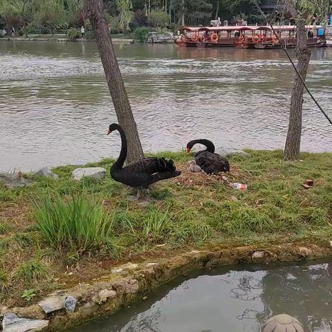 2023.05.22瘦西湖天鹅夫妇孵化宝宝