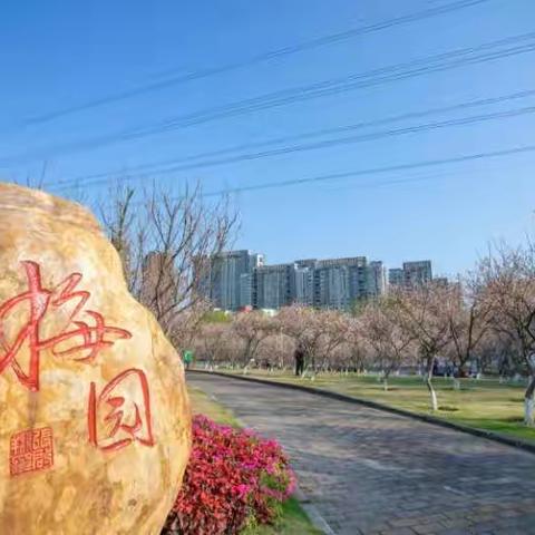 福田区精品梅花养护工作报告