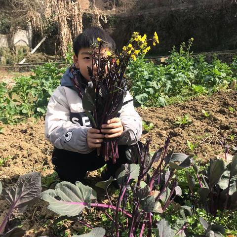 劳动的寒假生活