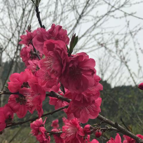 种下一片爱心树，植下一颗扶贫心