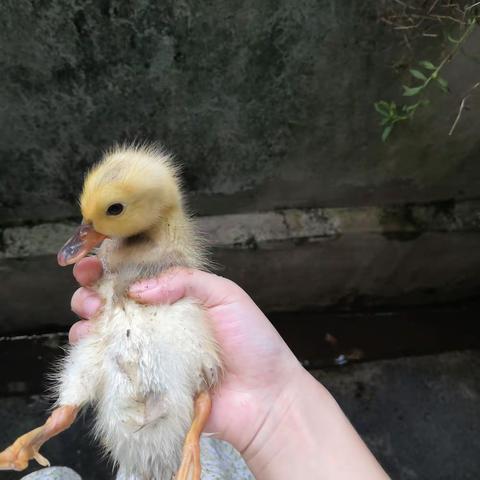 我的小黄鸭