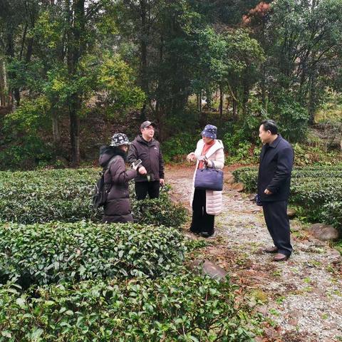 福建省农业农村厅到我县调研指导茶叶工作