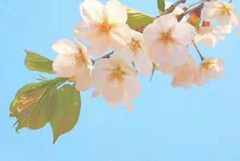 【未央教育】西安市东元路学校庆祝三八妇女节之居家感悟篇——妙言妙语妙笔生花，写你写我写意人生