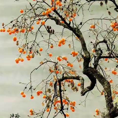 【咏柿】