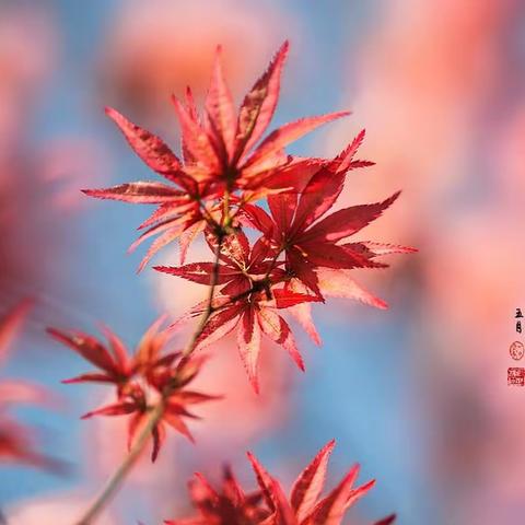 【红枫】