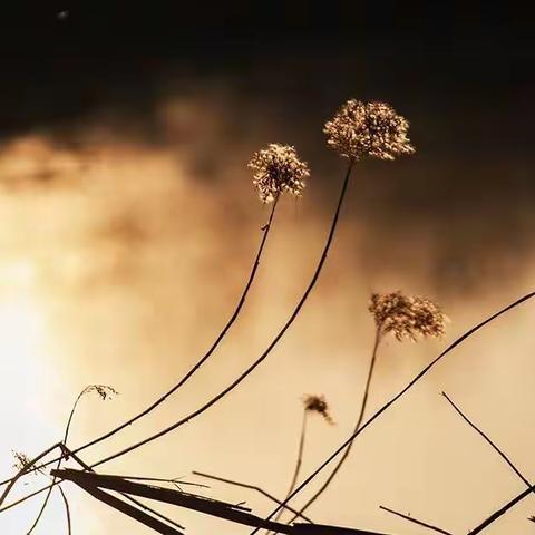 我的2022一路花香