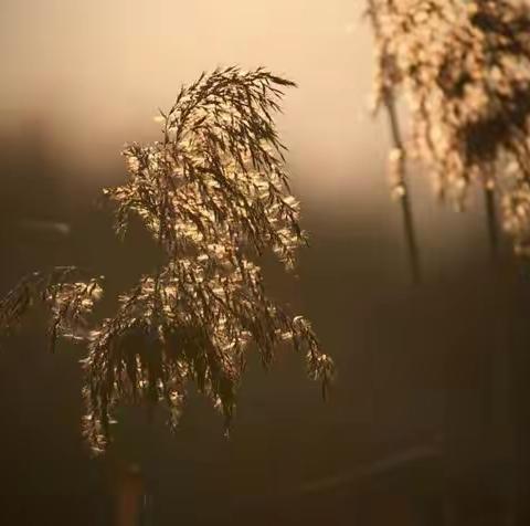【夕阳下的芦苇】