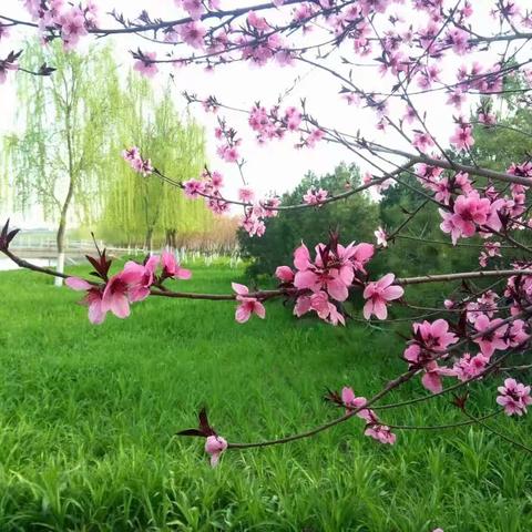 咏春桃