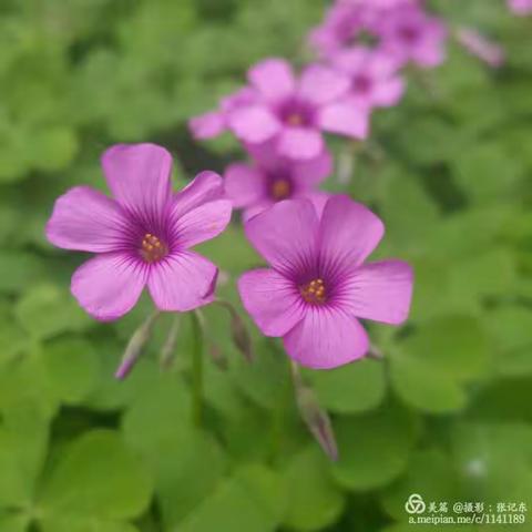 我的美篇