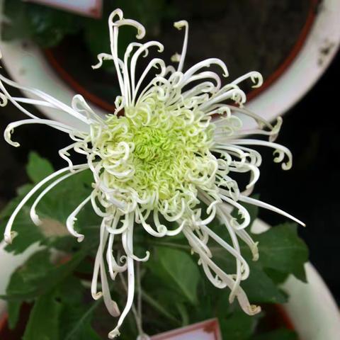 菊花(下)