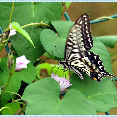 蝶恋花