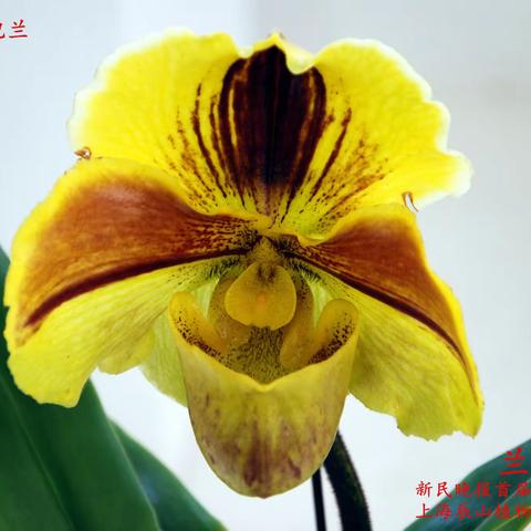 兰花(下) 获奖展品及其他