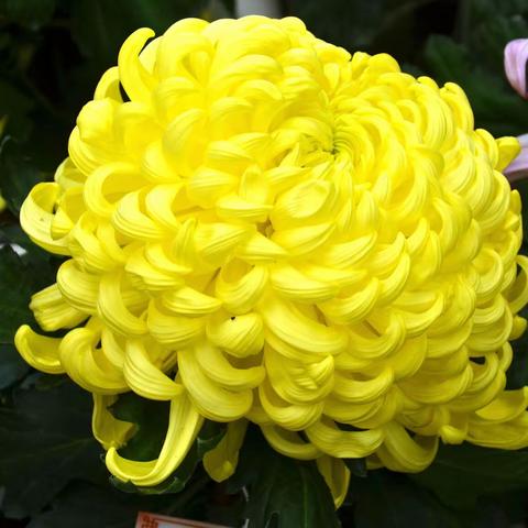 菊花(上)