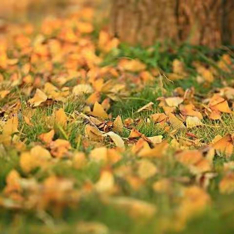 多彩的秋天，落叶缤纷🍂🍂🍂，来看小西柚的秋叶飘飘吧！