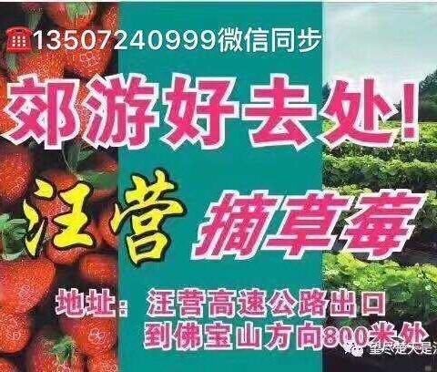 汪营草莓🍓100元／6斤了！季末旺果酬宾，摘草莓，送草莓，活动不停歇！你还没行动吗？……