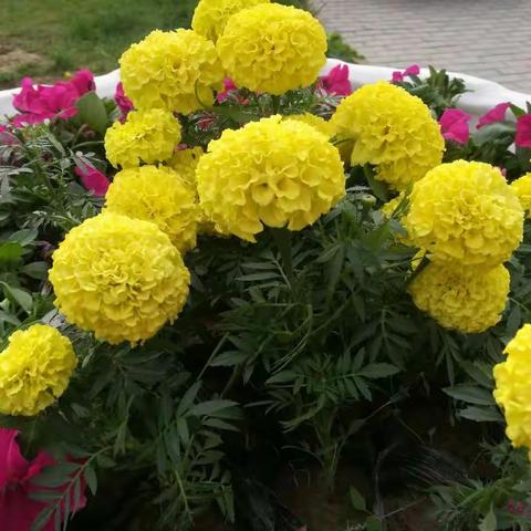 灵武青少年活动中心春意盎然、花红柳绿，在种植乔灌木基础上，又摆放了美丽鲜花，"三化"工作再上新台阶!